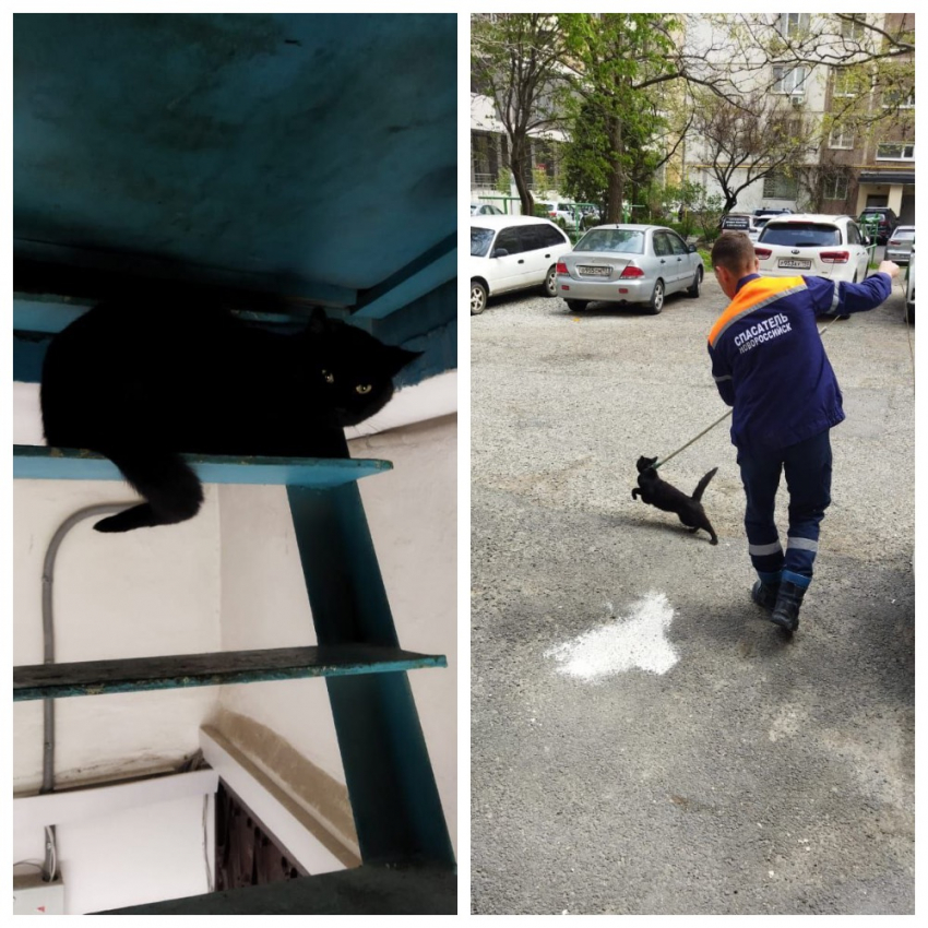 Большой черный кот устроил дебош в подъезде в Новороссийске
