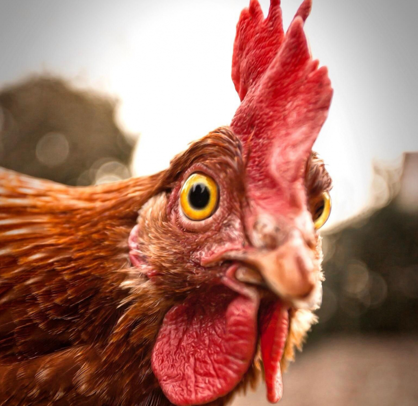 Салат «Цезарь» влетит в копеечку новороссийцам: курица выросла в цене