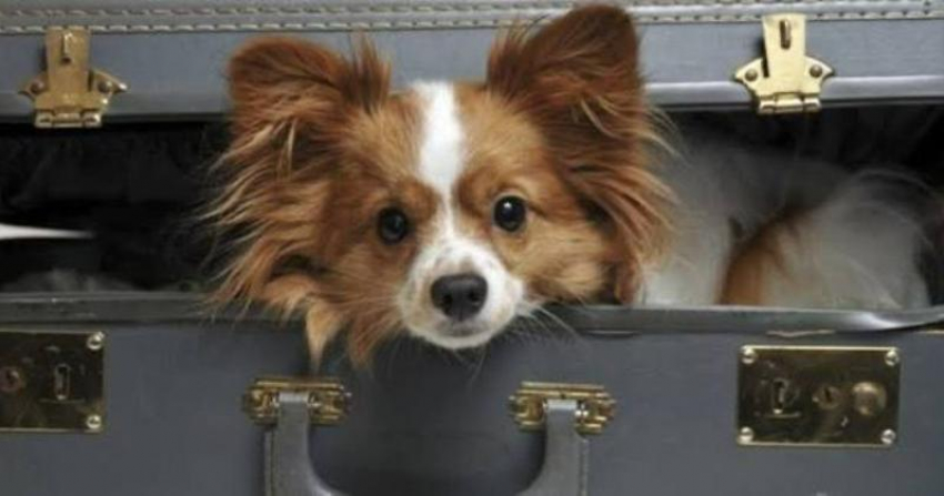 Собака Шура из Новороссийска изменила правила перевозки животных во всей стране