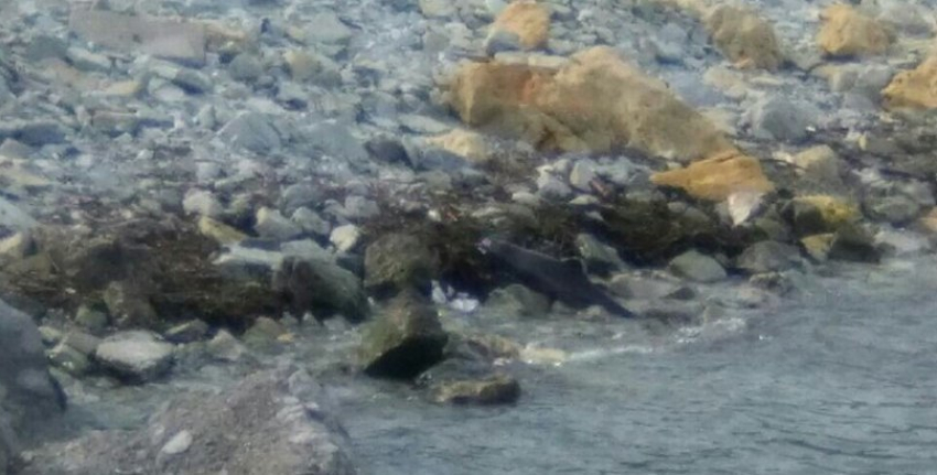 Трупы дельфинов были обнаружены на городском пляже Новороссийска