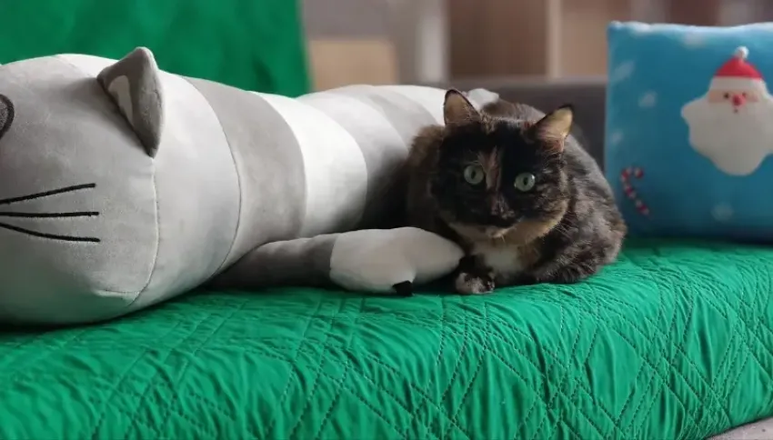 В приюте Новороссийска нашли нарушения: дело о бездомных животных дошло до суда