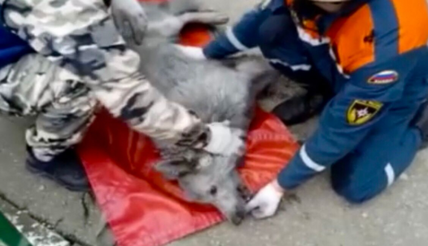 Чудом спасли: собака чуть не погибла в пожаре в Новороссийске 