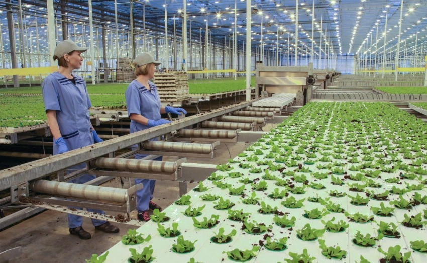 В Новороссийске создадут крупнейший в Восточной Европе “салатный” агрокомлекс 