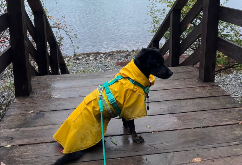 В России ввели новый ГОСТ: какие площадки для собак должны быть в Новороссийске