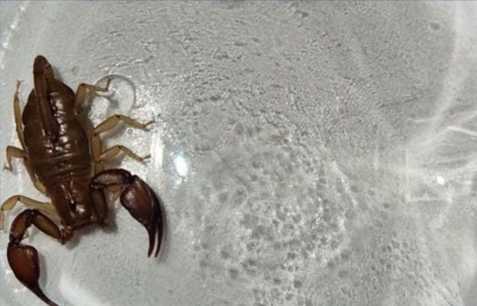 Опасная экзотика: жительница Новороссийска обнаружила у себя дома живого скорпиона