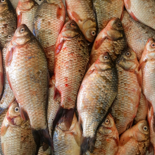 Где Купить Свежую Рыбу В Москве