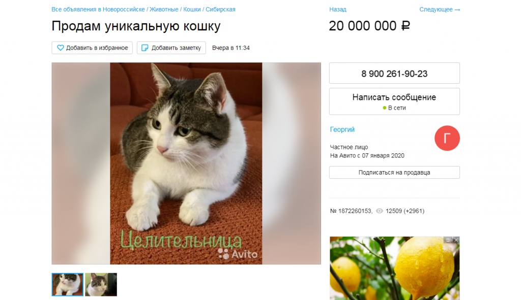 кошка мася.png