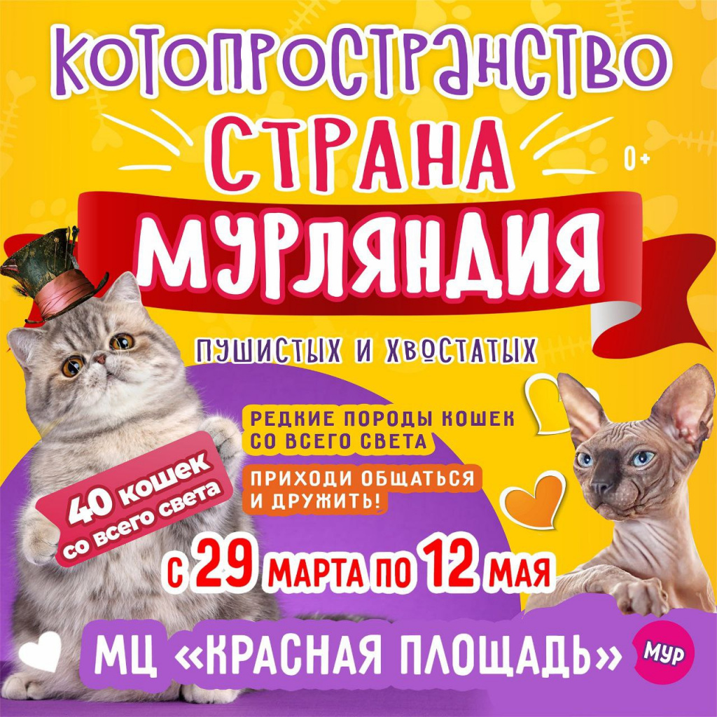 "Страна Мурляндия»: необычная выставка кошек впервые приезжает в Новороссийск 