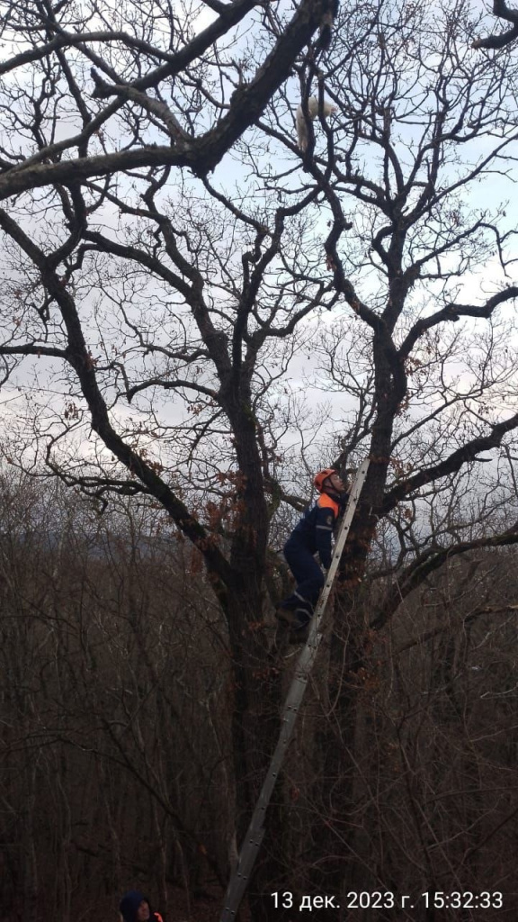 Спасатели Новороссийска вызволили “храбрую мышь” с дерева