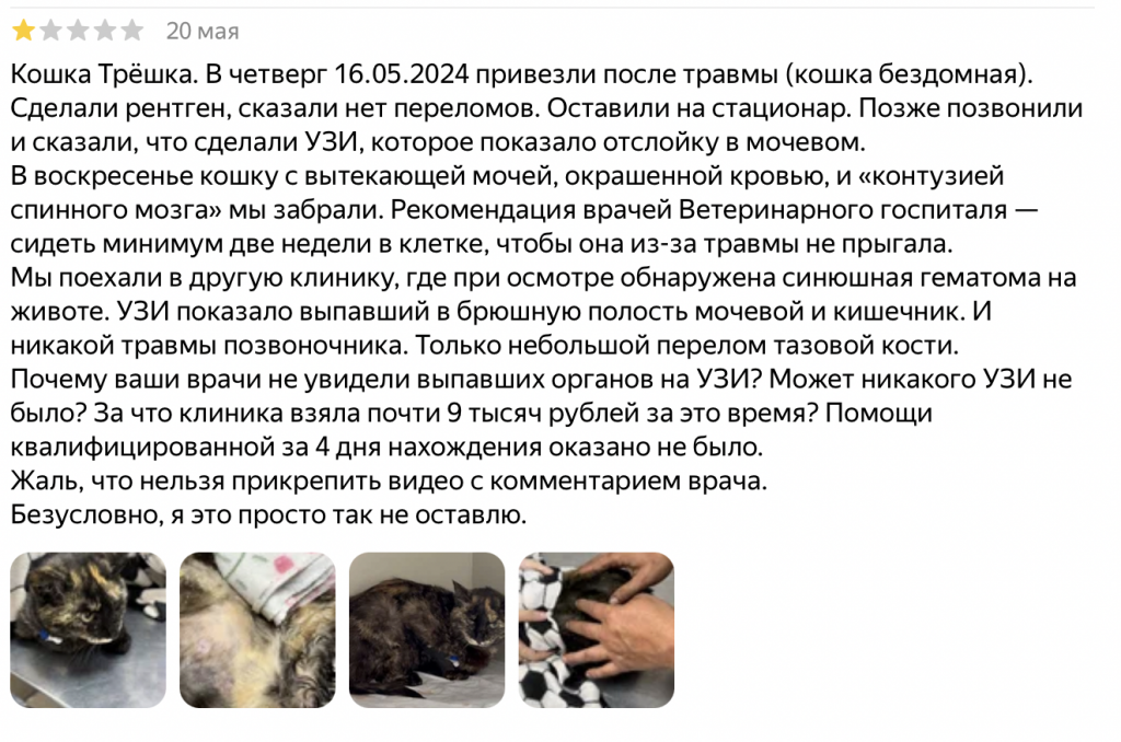 что случилось с кошкой, которую спасли в Новороссийске спасатели