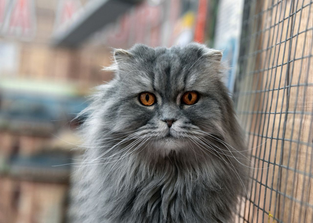 "Страна Мурляндия»: необычная выставка кошек впервые приезжает в Новороссийск 